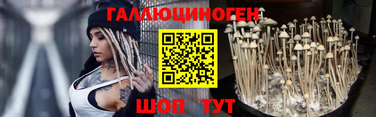Псилоцибиновые грибы Psilocybe Советская Гавань